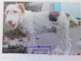 Собаки, щенки Жесткошерстный фокстерьер, цена 1000 Грн., Фото