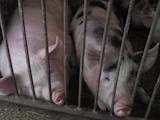 Животноводство,  Сельхоз животные Свиньи, цена 30 Грн., Фото