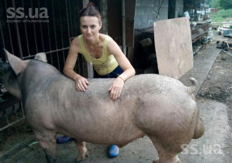 Пьетрен Порода Свиней Характеристика Фото Отзывы