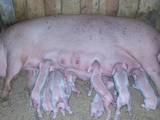Тваринництво,  Сільгосп тварини Свині, ціна 26 Грн., Фото