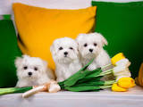 Собаки, щенки Мальтийская болонка, цена 50000 Грн., Фото