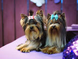 Собаки, щенята Йоркширський тер'єр, ціна 30000 Грн., Фото