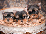 Собаки, щенки Йоркширский терьер, цена 30000 Грн., Фото