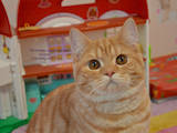Кішки, кошенята Шотландська короткошерста, ціна 5000 Грн., Фото