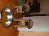 Собаки, щенки Бульмастиф, цена 10000 Грн., Фото