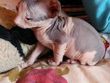 Кошки, котята Донской сфинкс, цена 2700 Грн., Фото