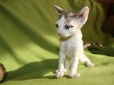 Кішки, кошенята Девон-рекс, ціна 3500 Грн., Фото