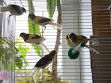 Попугаи и птицы Канарейки, цена 200 Грн., Фото