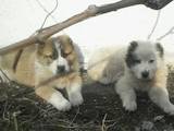 Собаки, щенята Середньоазіатська вівчарка, ціна 3700 Грн., Фото