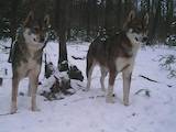 Собаки, щенки Западно-Сибирская лайка, цена 10 Грн., Фото