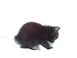 Кошки, котята Курильский бобтейл, цена 15000 Грн., Фото