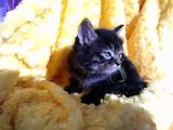 Кішки, кошенята Курильський бобтейл, ціна 15000 Грн., Фото