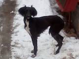 Собаки, щенята Російський хорт, ціна 5000 Грн., Фото