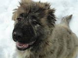Собаки, щенята Кавказька вівчарка, ціна 1 Грн., Фото