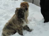 Собаки, щенки Кавказская овчарка, цена 1 Грн., Фото