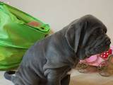 Собаки, щенята Мастіно неаполетано, ціна 30000 Грн., Фото