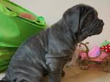 Собаки, щенята Мастіно неаполетано, ціна 30000 Грн., Фото