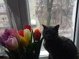 Кішки, кошенята Російська блакитна, ціна 2 Грн., Фото