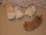 Кішки, кошенята Персидська, ціна 750 Грн., Фото