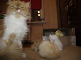 Кошки, котята Персидская, цена 750 Грн., Фото