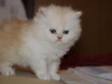 Кішки, кошенята Персидська, ціна 750 Грн., Фото