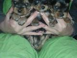 Собаки, щенки Йоркширский терьер, цена 3000 Грн., Фото