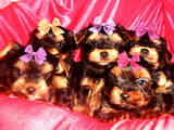 Собаки, щенки Йоркширский терьер, цена 4000 Грн., Фото