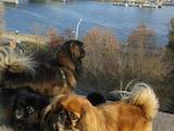Собаки, щенки Тибетский спаниель, цена 1000 Грн., Фото