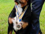 Собаки, щенята Великий Швейцарський зенненхунд, ціна 30000 Грн., Фото