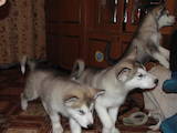 Собаки, щенки Аляскинский маламут, цена 4000 Грн., Фото
