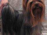 Собаки, щенята Йоркширський тер'єр, ціна 18000 Грн., Фото
