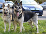 Собаки, щенята Східно-Європейська вівчарка, ціна 16000 Грн., Фото