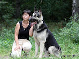 Собаки, щенята Східно-Європейська вівчарка, ціна 16000 Грн., Фото