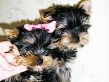 Собаки, щенки Йоркширский терьер, цена 3900 Грн., Фото