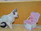 Кішки, кошенята Девон-рекс, ціна 5500 Грн., Фото