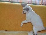 Кошки, котята Девон-рекс, цена 5500 Грн., Фото