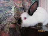 Гризуни Кролики, ціна 70 Грн., Фото