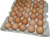 Продовольство Яйця, ціна 18 Грн., Фото