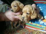 Собаки, щенки Английский коккер, цена 900 Грн., Фото