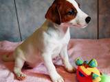 Собаки, щенки Джек Рассел терьер, цена 7000 Грн., Фото