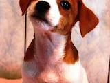 Собаки, щенки Джек Рассел терьер, цена 7000 Грн., Фото