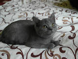 Кошки, котята Шотландская короткошерстная, цена 1100 Грн., Фото