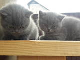 Кошки, котята Британская короткошерстная, цена 600 Грн., Фото