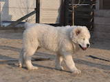 Собаки, щенки Среднеазиатская овчарка, цена 10500 Грн., Фото