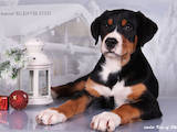 Собаки, щенки Большой Швейцарский зенненхунд, цена 4500 Грн., Фото