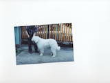 Собаки, щенята Південноросійська вівчарка, Фото