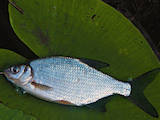 Рибне господарство Риба жива, мальки, ціна 20 Грн., Фото
