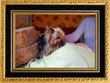 Собаки, щенки Йоркширский терьер, цена 8000 Грн., Фото
