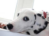 Собаки, щенки Далматин, цена 1500 Грн., Фото