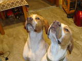 Собаки, щенки Английский пойнтер, цена 3000 Грн., Фото
